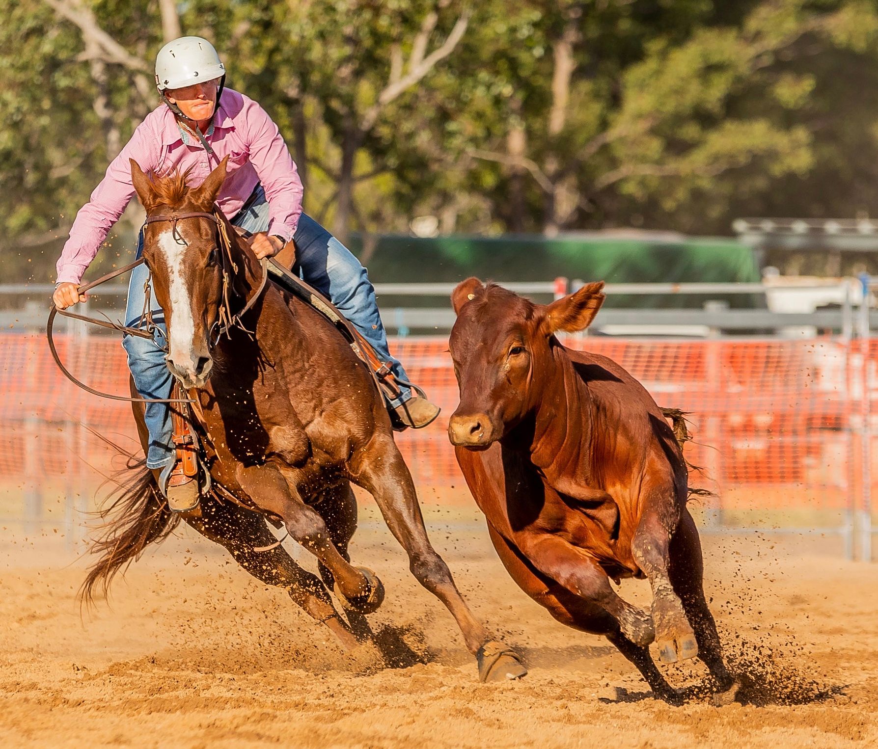Ngaire campdrafting