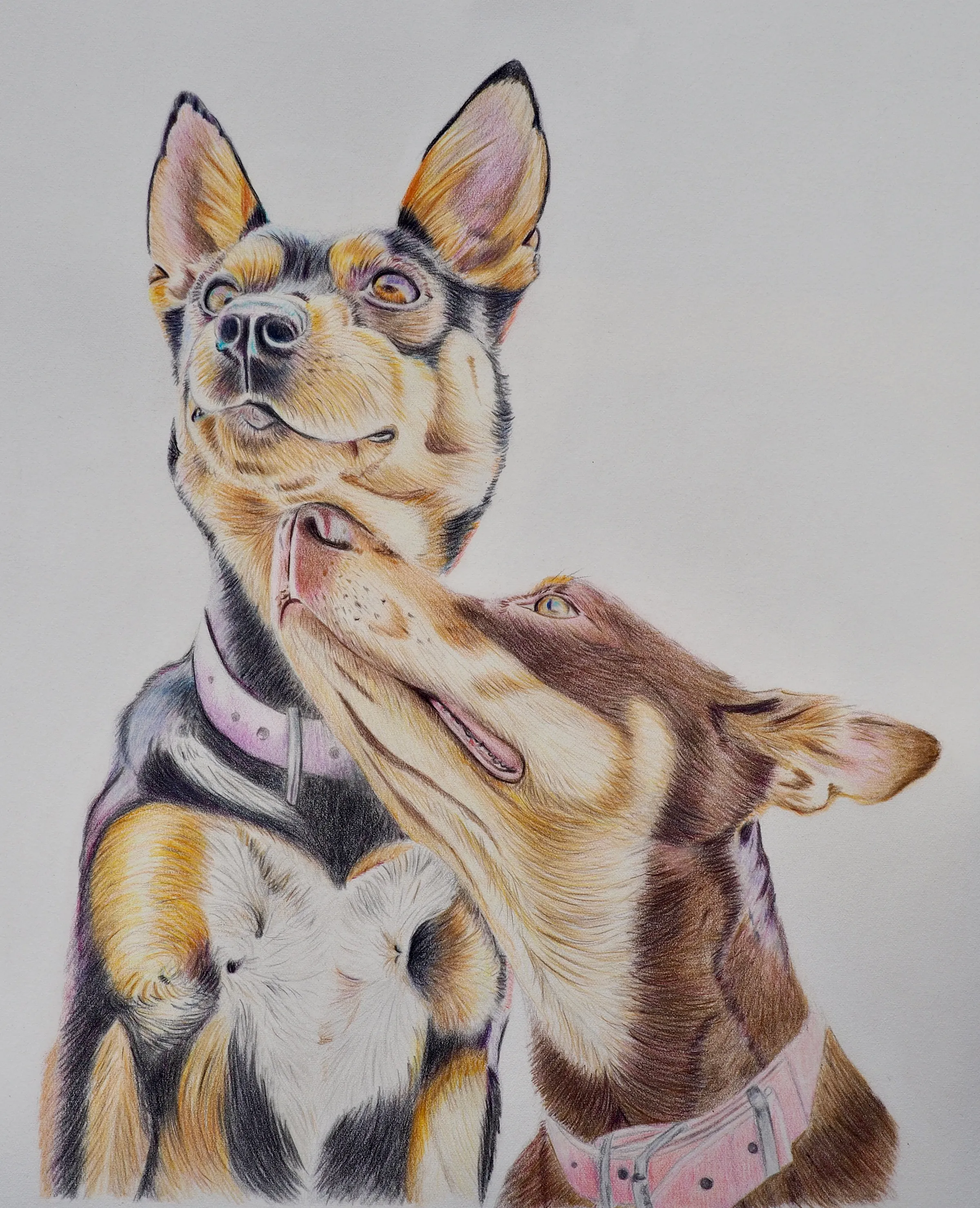 Personalised pet portrait of two kelpies